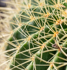Naklejka na ściany i meble Cactus with needles in the garden.