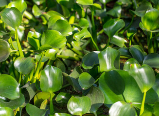 Green leaves on an ornamental plant. Nature