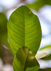 Green leaves on an ornamental tree on a plant.