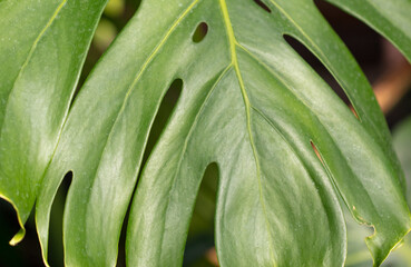 Green leaves on an ornamental plant. Nature