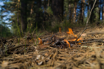 Burning dry needles in the forest. Wildfire. The threat of fire spreading and starting a strong fire. It's a dangerous situation. Selective focus