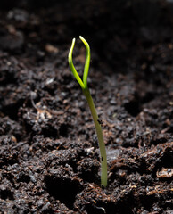 A small sprout of bell pepper sprouts in the ground.