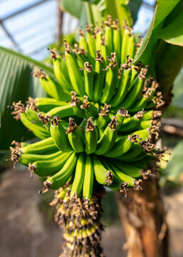 Banana fruits on a plant.