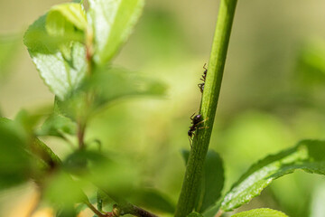 spider on a leaf