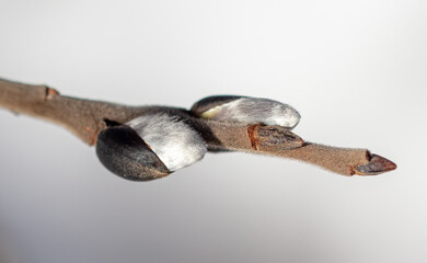 Buds on willow branches in nature.