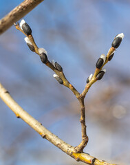 Buds on willow branches in nature.