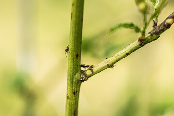 green lizard on a branch