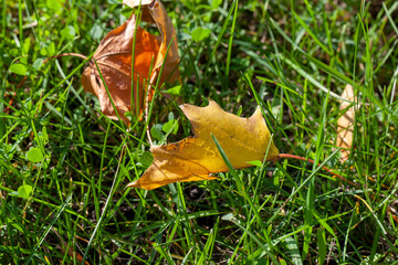 fallen autumn foliage of trees on green grass