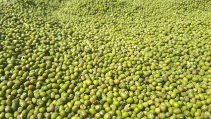 Mung beans. Dried mung beans or green beans background. Vegetarian food rich in protein. Healthy food concept.