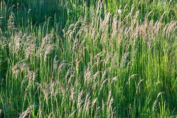 young green grass illuminated by sunlight, closeup