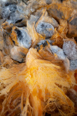 a ripe orange pumpkin is covered with mold