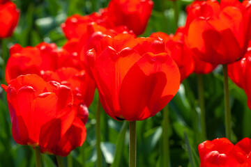 red beautiful tulips in the spring season