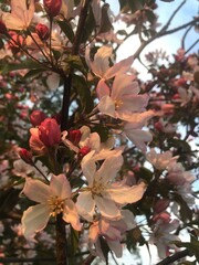 Flowers of trees in summer and spring. The color of the apple tree is white and pink. For postcards and brochures, for the Internet.