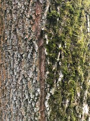 Tree bark with green moss. Bark for background.