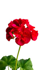 Red flower of geranium, pelargonium on white background