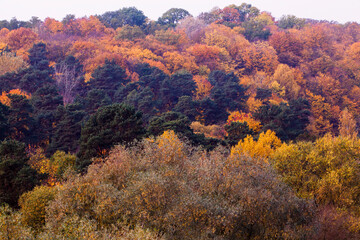 beautiful autumn nature with falling foliage in mid-autumn