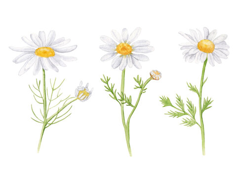 Watercolor Chamomile isolated on a white background. White daisy flowers set.