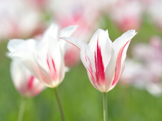 Fototapeta premium チューリップ畑