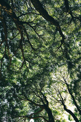 Green crowns of trees, view from below