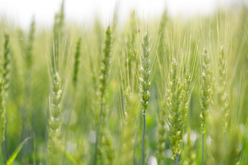 穂先に白い花が咲きかかっている小麦