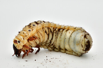 ヘラクレスオオカブト
