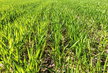 new winter wheat shoots outdoors in spring