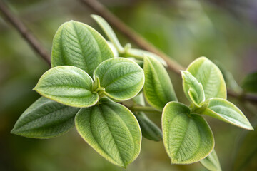Leaf background. Abstract leaf texture, green leaf foliage nature. Greenery backdrop, organic textured foliage.