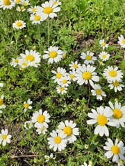 field of daisies