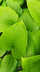 green leaves background