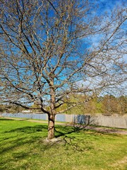 tree in the park