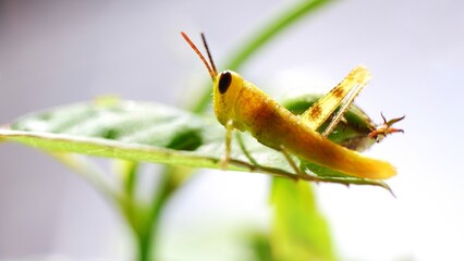 grasshopper on green leaf. close up photo