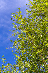Gentle emerald green birch leaves in spring. L - Betula. Vertical. Young birch tree against sky. Topic - spring, awakening and renewal of nature