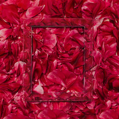 Creative layout made of Peony petals with transparent frame. Nature concept. Flat lay.