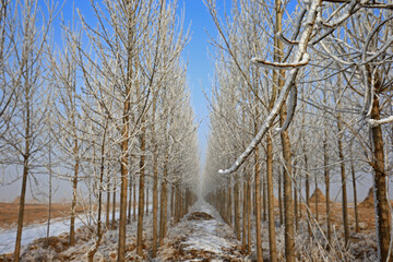 In winter the snow landscape
