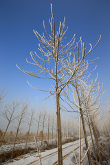 In winter the snow landscape