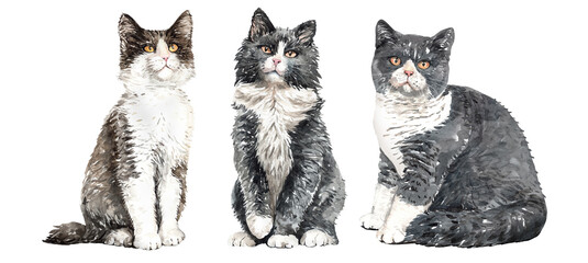 Set of watercolor portraits of 3 cat breeds. Cat watercolor. Watercolour painting cat clipping path isolated on white background. Graphic for fabric, T-shirt, greeting card, sticker.