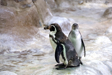 Couple of Humboldt penguins standing on a rocky shore. Two South American penguins resting after swimming