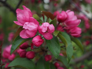 Kwiaty rozkwitającej rajskiej jabłoni