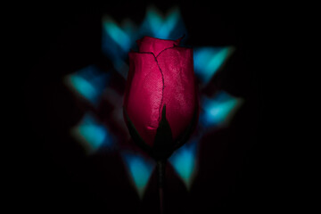 artificial red rose in front of bokeh light background heart shaped