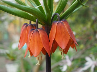 Kwiat z dużymi pomarańczowymi dzwonkami