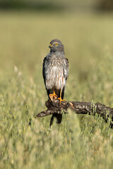Adult male of Montagu's harrier at the first light of a spring day in a cereal steppe in central Spain in his breeding territory