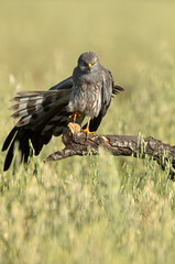 Adult male of Montagu's harrier in a cereal steppe in central Spain in his breeding territory with the first light of a spring day