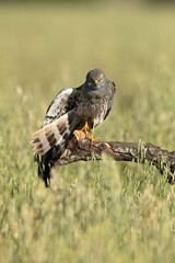 Adult male of Montagu's harrier in a cereal steppe in central Spain in his breeding territory with...