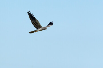 Adult male Montagu’s harrier flying in his breeding territory at first light on a spring day in a field of cereal