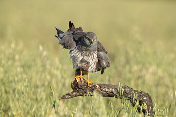 Adult male of Montagu's harrier in a cereal steppe in central Spain in his breeding territory with the first light of a spring day