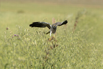 Adult male of Montagu's harrier at the first light of a spring day in a cereal steppe in central Spain in his breeding territory