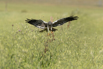 Adult male Montagu’s harrier flying in his breeding territory at first light on a spring day in a field of cereal