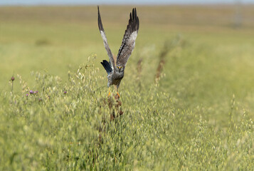 Montagu's harrier male flying in his breeding territory with the first light of the morning
