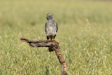 Adult male of Montagu's harrier in a cereal steppe in central Spain in his breeding territory with the first light of a spring day