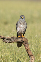 Adult male Montagu’s harrier inside his breeding territory with the first light of the morning grooming his plunage
